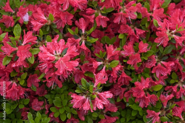 Obraz 雨に濡れた赤いツツジの花の俯瞰
