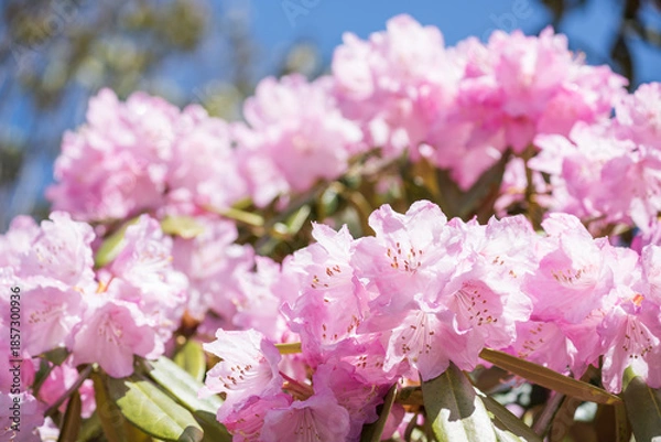 Obraz 青空の下のピンクのツクシシャクナゲの花
