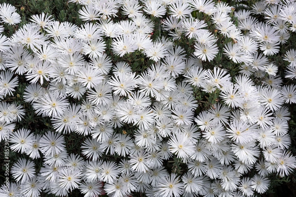 Obraz 一面の白いマツバギクの花
