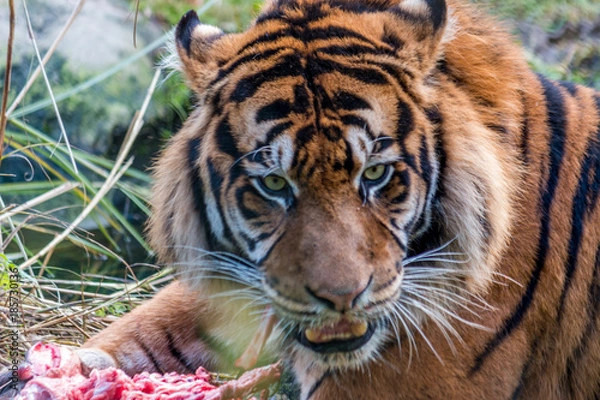 Obraz Tiger at lunch