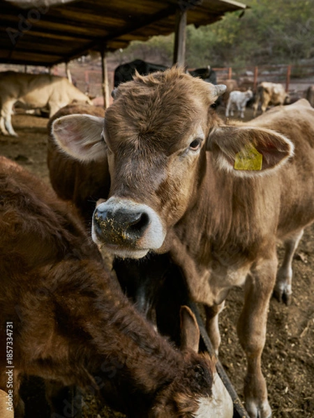 Obraz Close-up calf looking directly at the camera