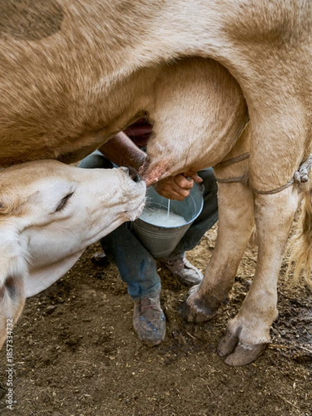 Obraz Calf drinking milk from its mother in the barn
