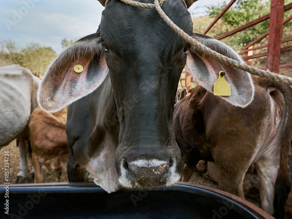 Obraz Close-up calf looking directly at the camera
