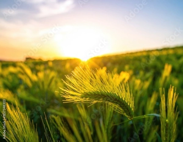 Obraz Golden grass field at sunset
