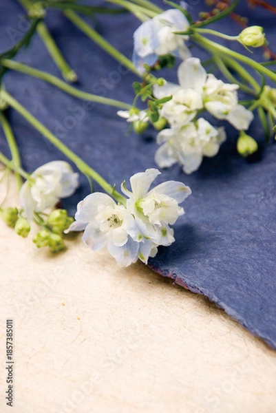 Obraz チドリソウ