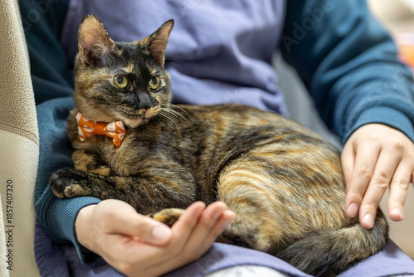 Fototapeta サビ猫