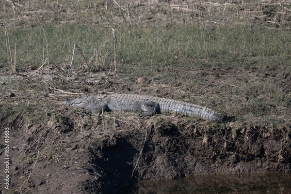 Fototapeta Mugger Crocodile