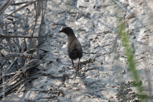 Fototapeta Ruddy-breasted Crake