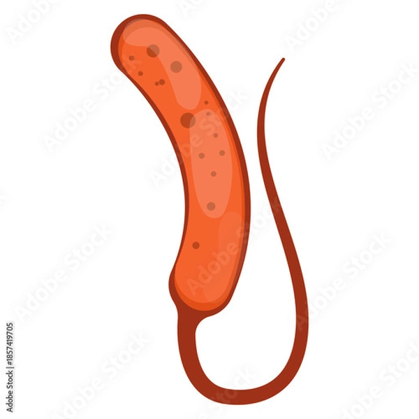 Obraz Vibrio Cholerae Illustration