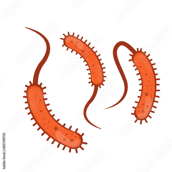 Obraz Vibrio Cholerae Illustration