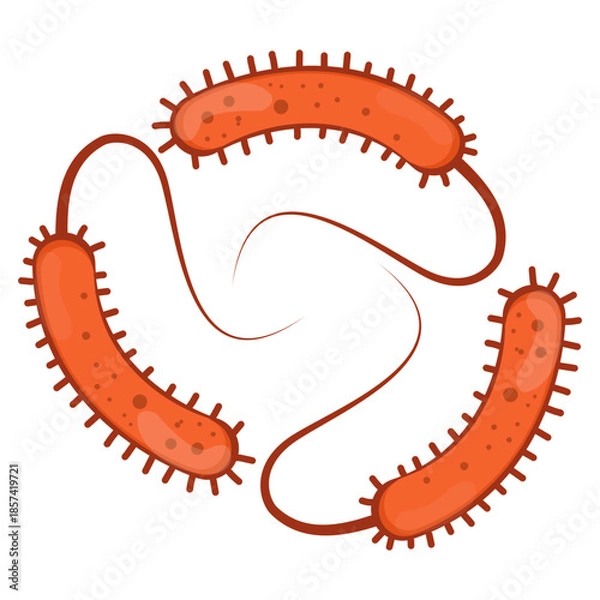 Obraz Vibrio Cholerae Illustration