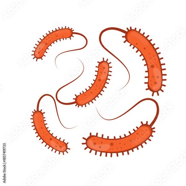 Obraz Vibrio Cholerae Illustration