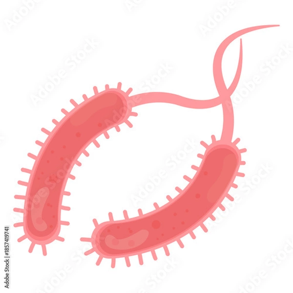 Obraz Vibrio Cholerae Illustration
