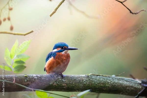 Obraz Kingfisher on a branch