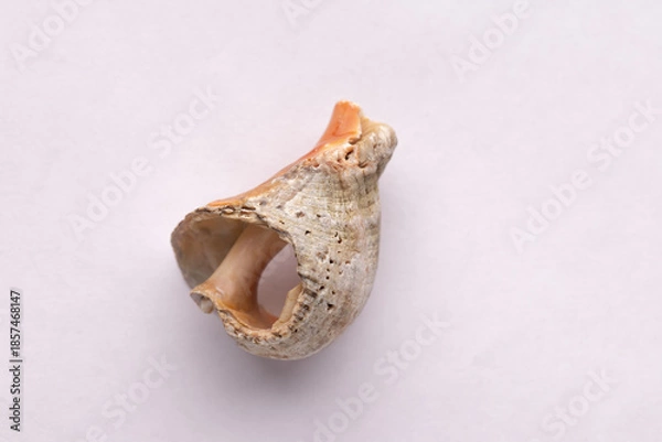 Obraz Dry light-colored Rapa whelk shell on a light background, macro shot