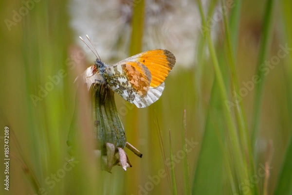 Obraz Orange Tip