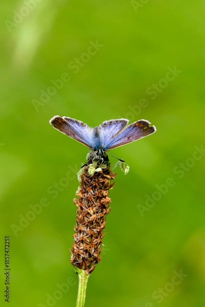 Fototapeta Icarus blauwtje