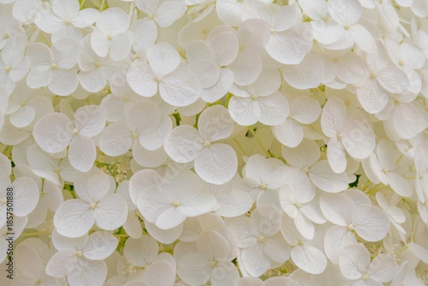 Obraz [Photo] White Hydrangea Petals Close-Up Texture Background