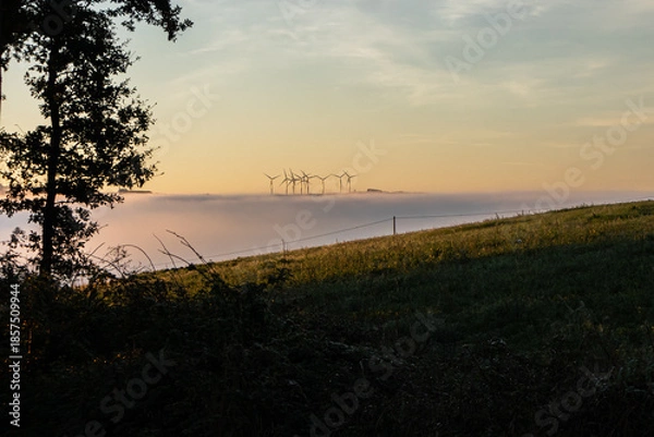 Obraz sunset in the field
