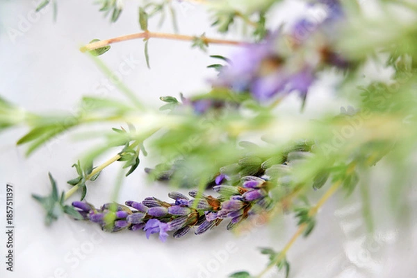 Obraz Thyme, rosemary and lavender