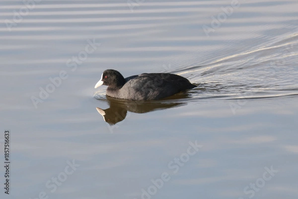Obraz 水面を泳ぐオオバンの横顔と美しい波紋