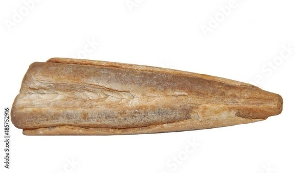 Fototapeta Belemnite fossil