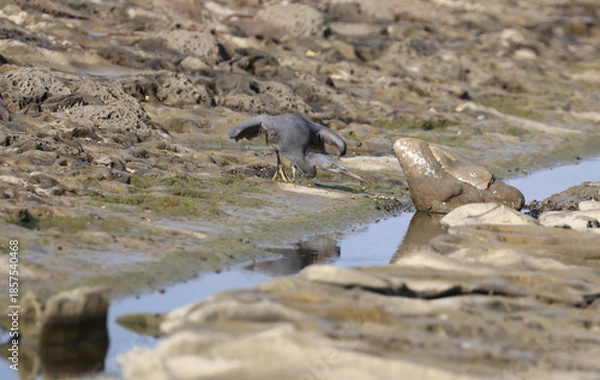 Obraz 岩場で狩りをするクロサギのダイナミックなポーズ