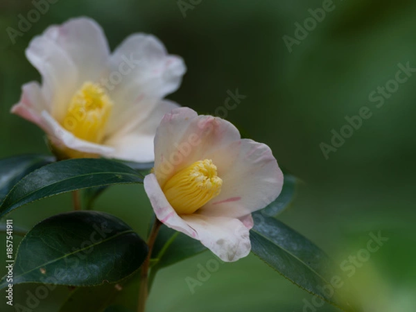 Obraz 早咲きの一重のツバキ