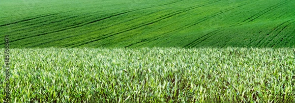 Obraz Cornfield in early summer