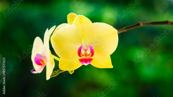 Obraz  Yellow Orchid Flowers