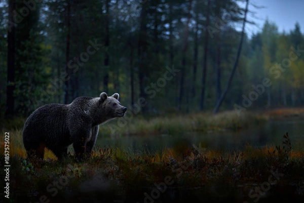 Fototapeta Night in taiga with brown bear, Finland, Europe.