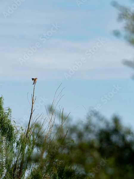 Obraz 飛んでいくモズ