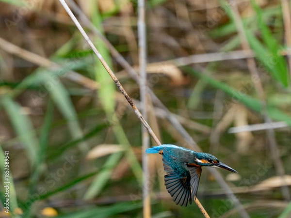 Obraz カワセミの飛び込み