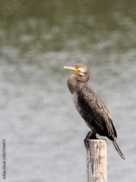 Obraz カワウポートレート