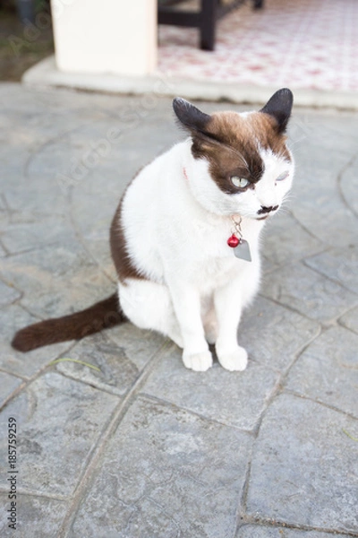 Fototapeta cute cat sitting on the road