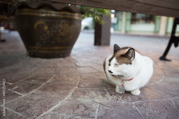 Obraz cute cat sitting on the road