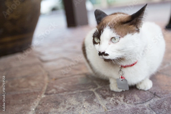 Obraz cute cat sitting on the road