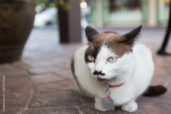 Obraz cute cat sitting on the road