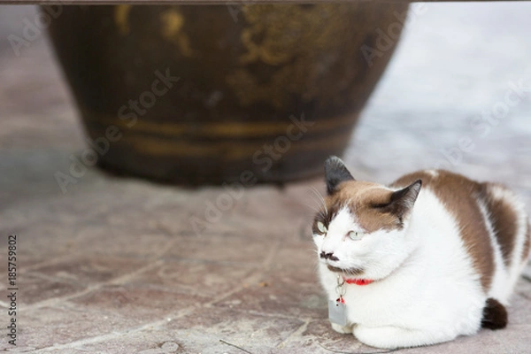Obraz cute cat sitting on the road