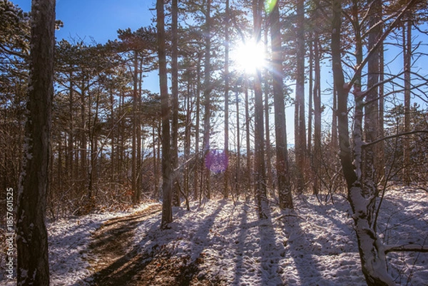 Obraz sunny day in winter forest