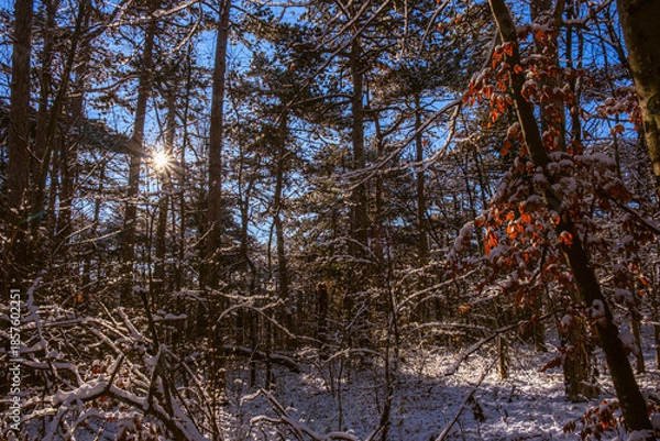 Obraz sunny day in winter forest