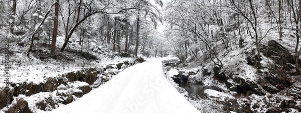 Obraz 눈 덮인 숲 속 길 풍경