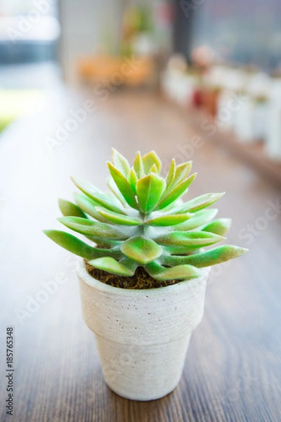 Fototapeta tiny cactus on wooden table