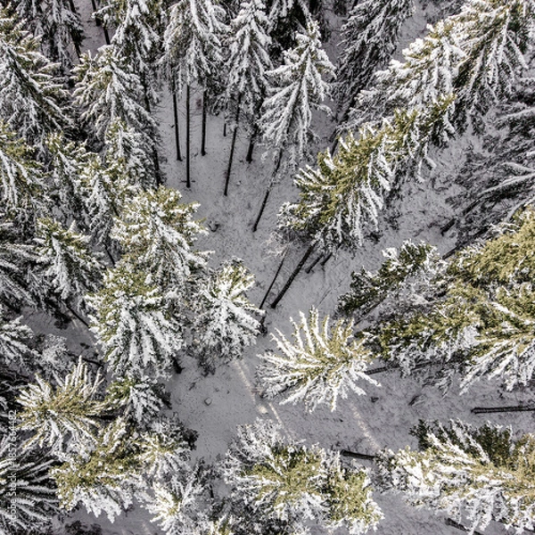 Obraz Top down aerial view of snow covered pine forest with repeating tree pattern captured by drone