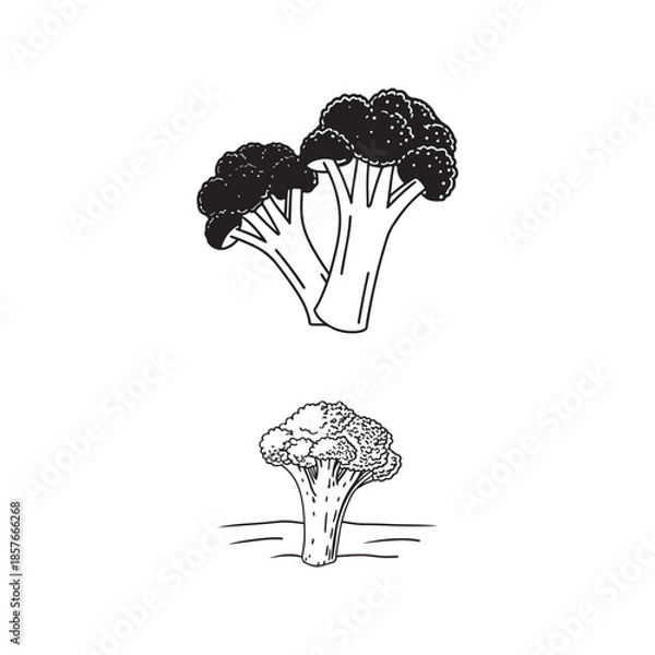 Obraz Broccoli Vegetable Line Art 