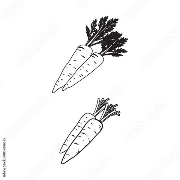 Obraz Lineal Hand-Drawn Carrots 
