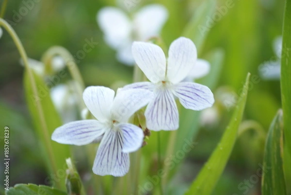 Obraz 植物　夕方　花　白