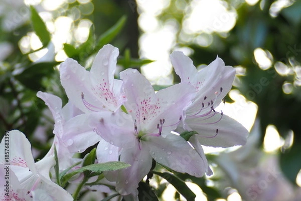 Obraz 植物　花　夕方　公園