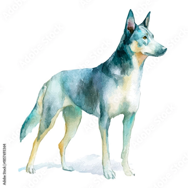 Obraz Kelpie, watercolor painting vector, isolated on a white background.