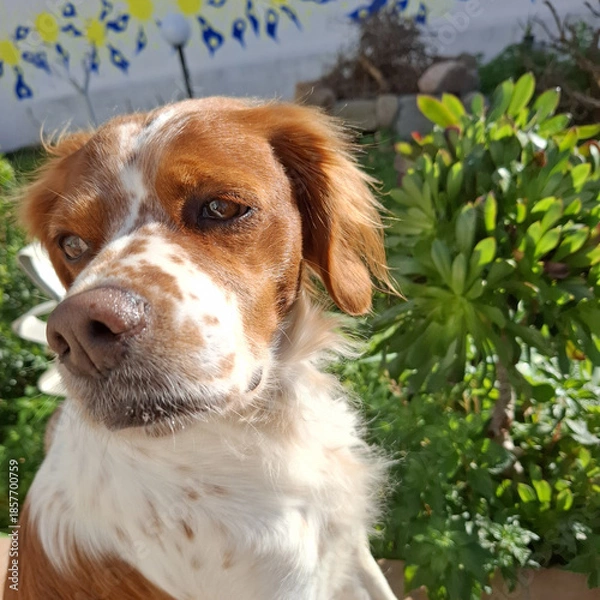 Fototapeta Spaniel breton